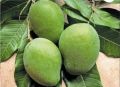 Organic Green Fresh Banganapalli Mango
