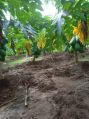 Organic Green fresh papaya