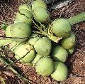 Organic Green Solid fresh tender coconut