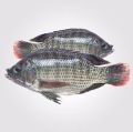 Shiny Silver fresh tilapia fish