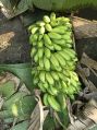 Organic raw green banana