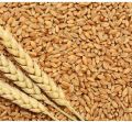 PWH 2141 Wheat Seeds