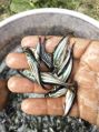 1.5 Inch Pangasius Fish Seeds