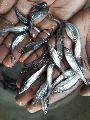 Silver Pangasius Fish Seeds