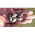 Silver Rupchanda Fish Seeds