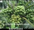 Coconut plants available