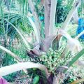 MALABAR HYBRID green COCONUT PLANTS