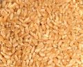 Sortex Wheat