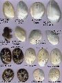 MOP SEA SHELL JEWELERY BUTTONS BEADS PENDENTS HANDICRAFTS