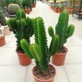 Euphorbia Ingens Cactus Plant