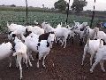Goat Farming Services