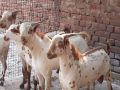 Live Barbari Goat