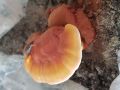 Common Organic Red Mushroom dry rishi mushroom
