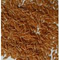 Natural khapli wheat grain