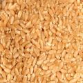 Natural lokwan wheat grain