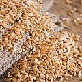 Natural whole wheat grain
