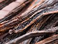 High quality black vanilla beans with reasonable price and fast delivery !!