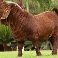 Live Boer Goat