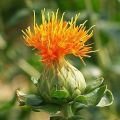 Safflower Plant