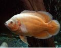 Albino Red Oscar Fish