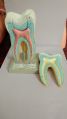 Fiberglass Creamy Malticolor New MAYALAB human teeth model
