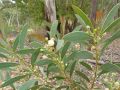Acacia Plant