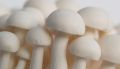 Fresh milky mushrooms