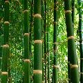 Bamboo Contract Farming