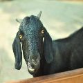 Osmanabadi Goat Contract Farming