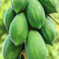 Papaya Contract Farming