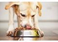 Dog Feed Supplement