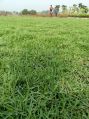 Australian Lawn Grass