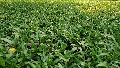 Passpalum (Blade)Lawn Grass