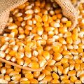 dry yellow corn
