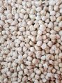 large size white chickpeas