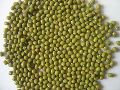 Common Gmo Green Blended Fermented Floured Powder green natural organic mung beans