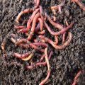Live Earthworms