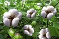 945 Hybrid Cotton Seeds