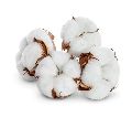 955 Hybrid Cotton Seeds