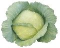 999 F1 HY Cabbage Seeds