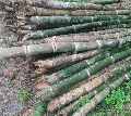 Bamboo For Paper Mill / Bamboo For Clothing Fiber / Bamboo For Making Paper