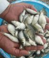 Whole common carp fish seeds