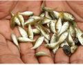 Whole katla fish seeds