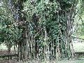Bambusa Polymorpha Plant