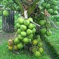 Coconut Hybrid Malaysian Green Dwarf Plant