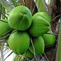 Coconut Local Plant