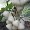 White Jamun Plant