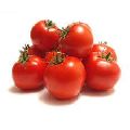 fresh tomato