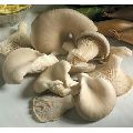 Sajor Caju Oyster Mushrooms