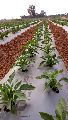 Mulching sheet film for farming